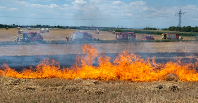 Vegetationsbrand (Foto: Feuerwehr Heidelberg)