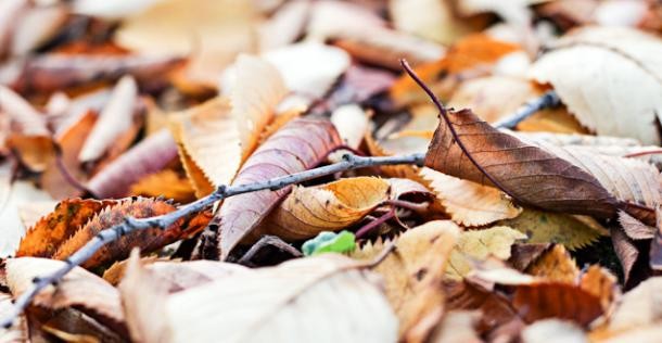 Laub (Foto: Mechthild Stein) Laub.