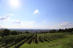 Blick auf Weinberge und Pfälzer Berge (Foto: Stadt Heidelberg) Blick auf Weinberge und Pfälzer Berge (Foto: Stadt Heidelberg)