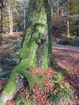 Die alte Buche im Mühltal ist seit Jahren von einem holzzersetzenden Pilz befallen. (Foto: Stadt Heidelberg) Ein mit Moos bewachsener Baum im Wald