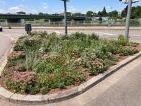 Insektenfreundliches, mit Totholz angereichertes Staudenbeet auf einer Verkehrsinsel am Iqbalufer – ein Stück biologische Vielfalt für Insekten in der Stadt. (Foto: Stadt Heidelberg) Eine grüne Fläche an einer Kreuzung