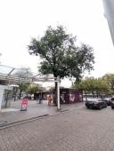 Die Robinie auf dem Heidelberger Bismarckplatz. Der Laie sieht dem Baum nicht an, dass er unheilbar krank und umsturzgefährdet ist. (Foto: Stadt Heidelberg) Bild des Robinie auf dem Heidelberger Bismarckplatz.