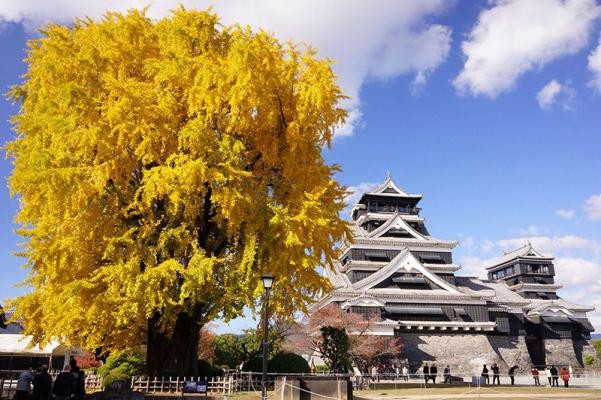 Kumamoto Burg im Herbst (Foto: Stadt Kumamoto) Kumamoto Burg im Herbst (Foto: Stadt Kumamoto)