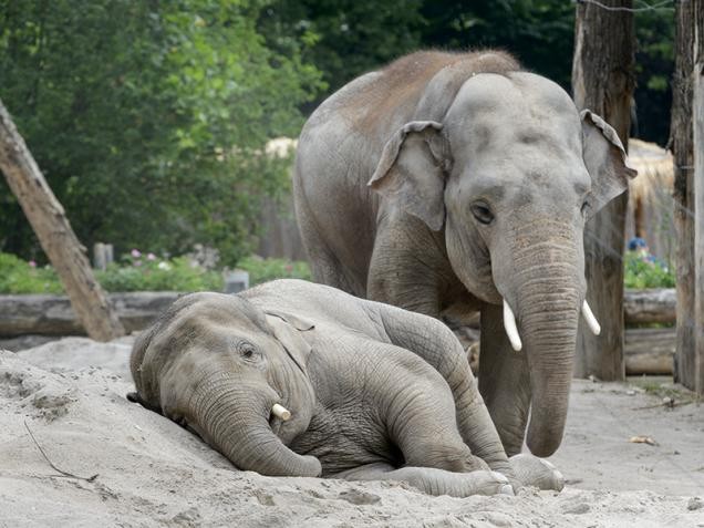 Elefanten im Heidelberger Zoo (Foto: Rothe) 